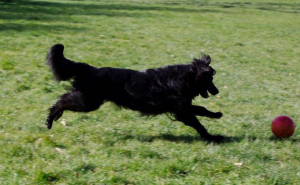 a dog chasing after a ball